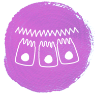 HMO strengthen the gut barrier by promoting intestinal cell maturation