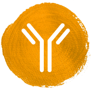 HMO guide the maturation of the immune system, leading to a more balanced Th1/Th2 response