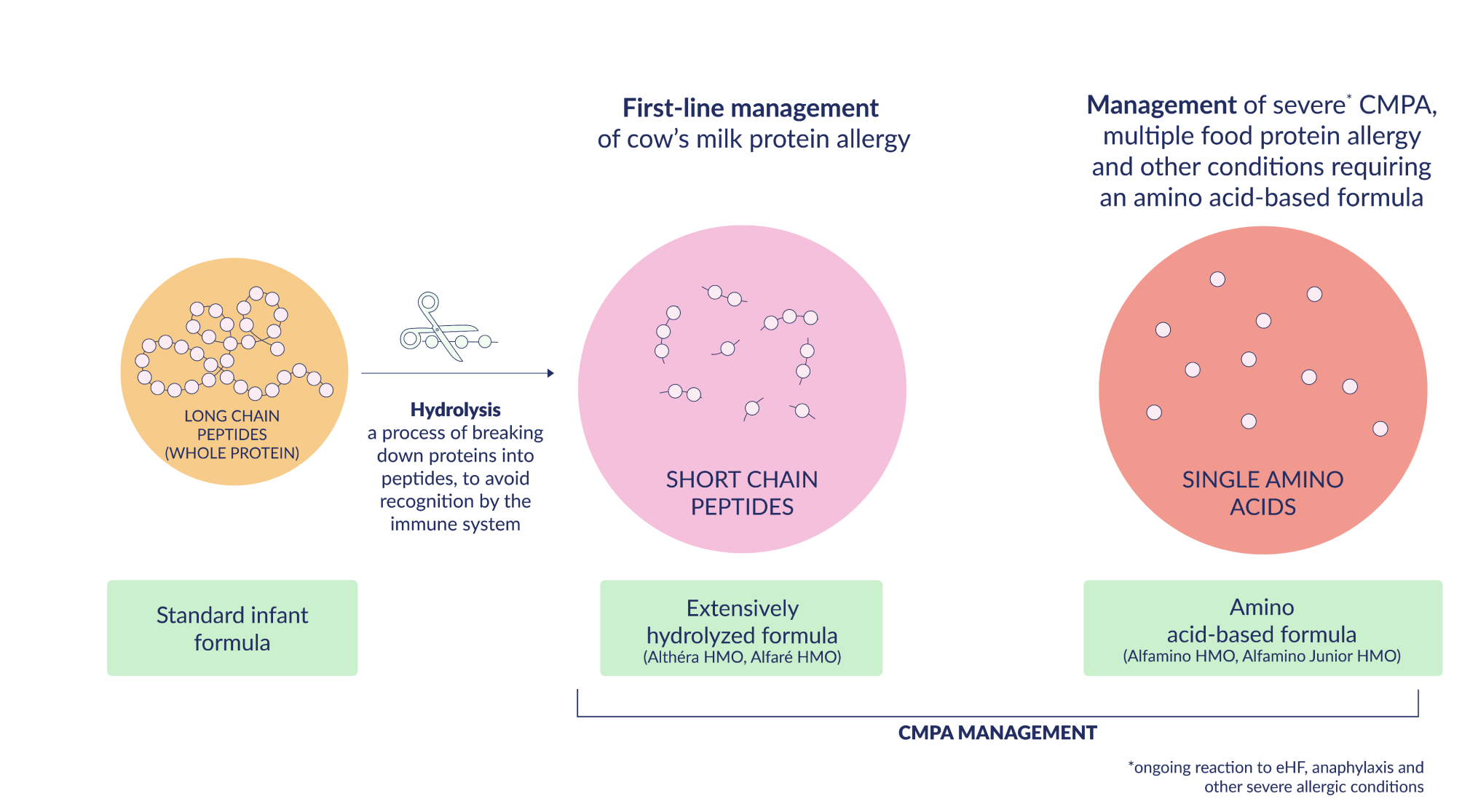Process of developing hypoallergenic formulas involves modifying proteins to reduce allergenicity, making it different from standard infant formula.